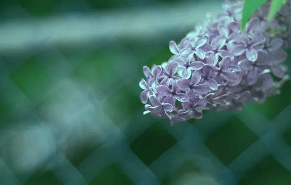 Picture macro, the fence, branch, lilac