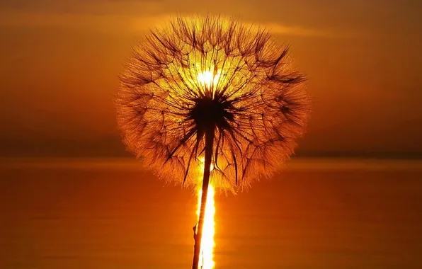 The sun, light, dandelion, stem, fluff, beautiful, skoz