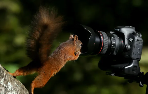 Protein, the camera, red, curiosity