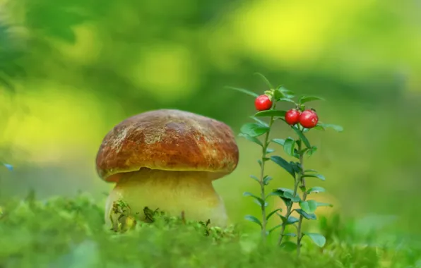 Mushrooms, moss, cranberries, Borovik
