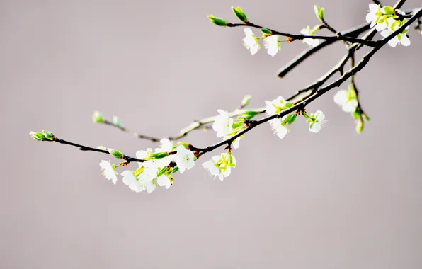 Flowers, branches, spring, buds