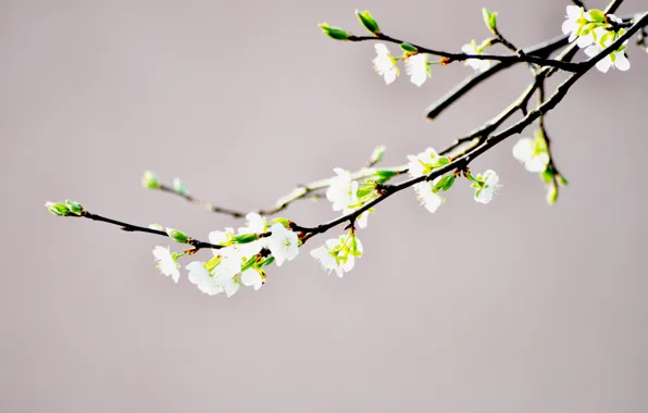 Flower, branch, spring, Bud