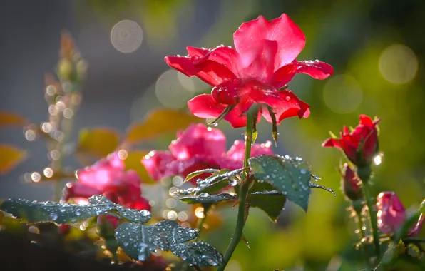 Macro, Rosa, rose, Flowers, petals, red