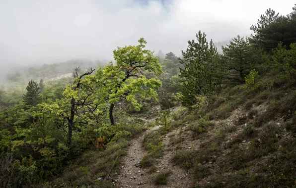 Mountains, nature, fog