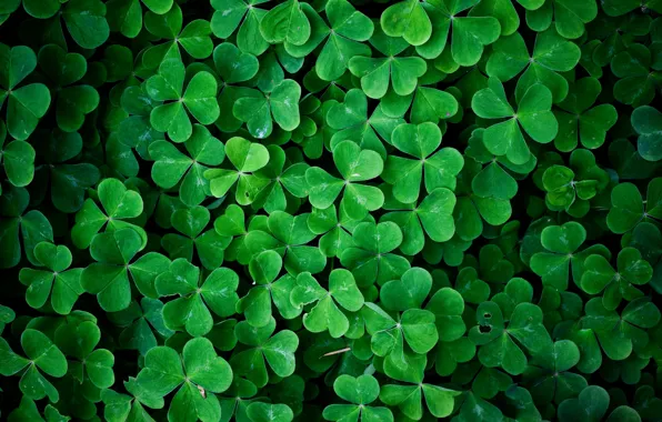 Picture grass, leaves, macro, clover, Oxalis