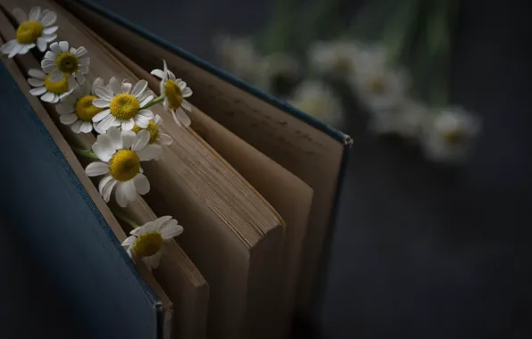 Flowers, Book, Chamomile