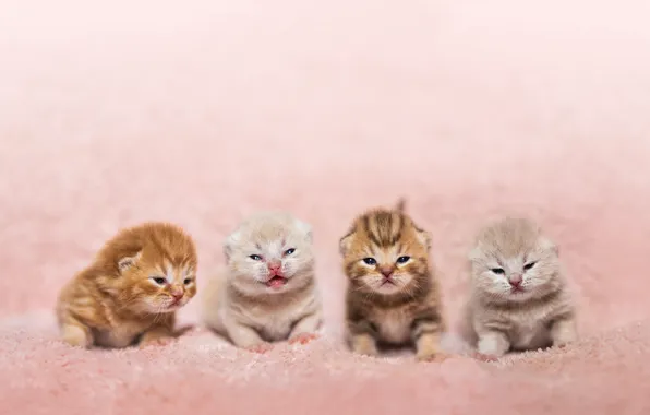 Cats, kitty, kittens, fur, kids, red, grey, pink background