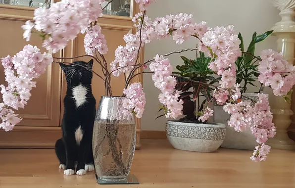 Picture cats, flowers, pink, Sakura