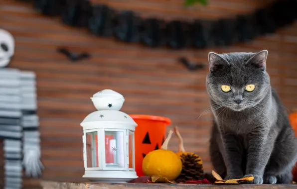 Autumn, cat, cat, look, pose, table, grey, holiday