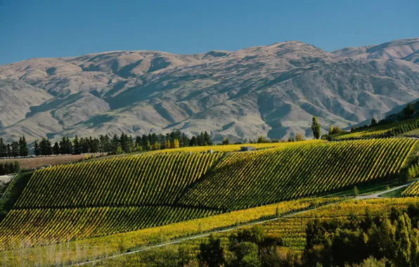 Picture field, trees, mountains, New Zealand, plantation, Burn Cottage Vineyard