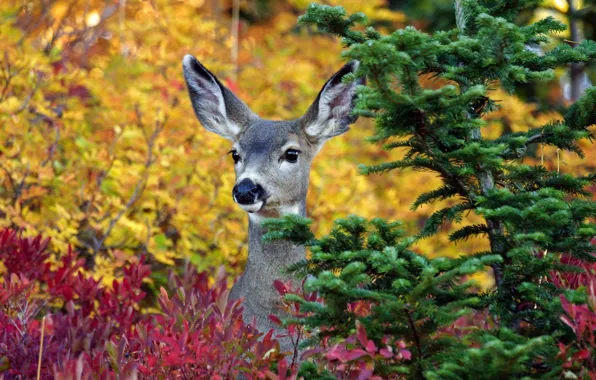 Picture tree, animal, deer, ears