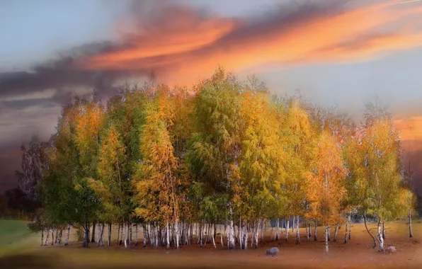 Picture field, autumn, sunset, nature, birch