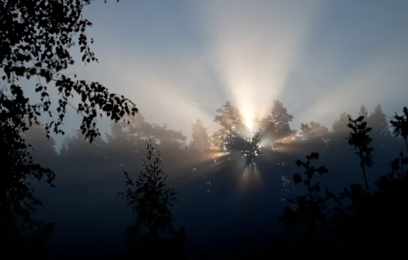 Rays, light, trees, nature, morning