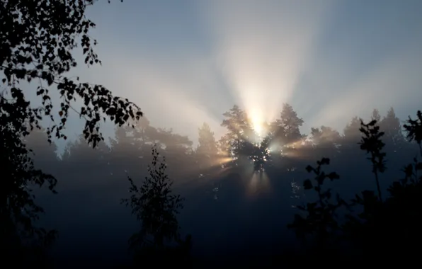 Picture rays, light, trees, nature, morning