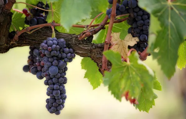 Bush, Nature, grapes, bunch, vineyard