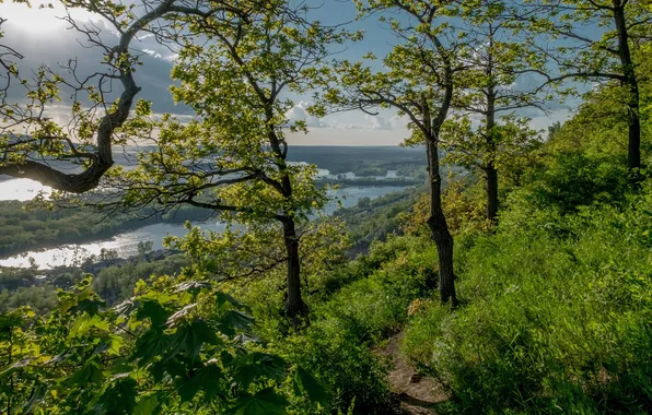 Greens, forest, the sky, trees, branches, nature, river, shore