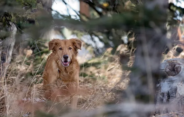Forest, red, dog
