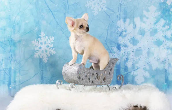 Winter, white, look, snowflakes, branches, pose, dog, Christmas