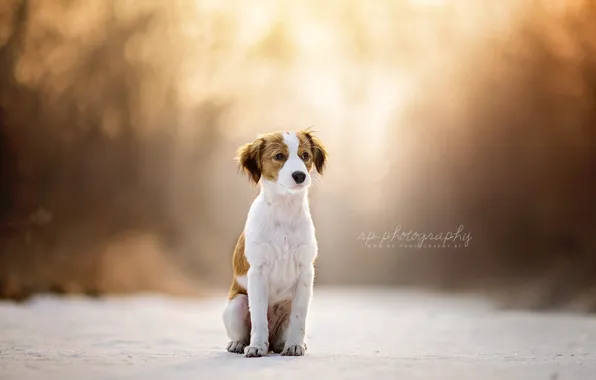 Picture look, nature, dog