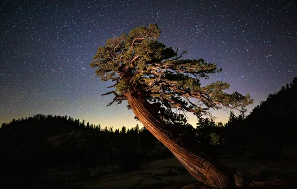Forest, the sky, stars, mountains, night, tree, The milky way, pine