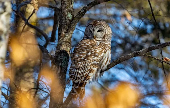 Autumn, light, branches, tree, owl, bird, foliage, bokeh