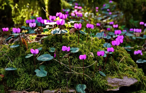 Moss, raspberry, cyclamen