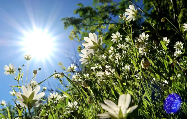 Summer, the sky, grass, the sun, flowers