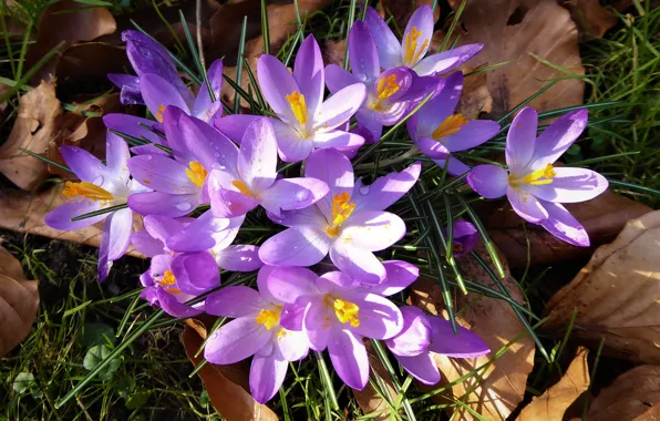 Leaves, light, flowers, glade, spring, crocuses, the view from the top, lilac