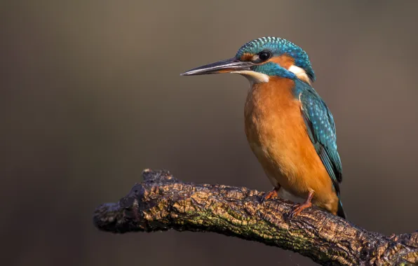 Background, bird, branch, ubuntu, default, standard