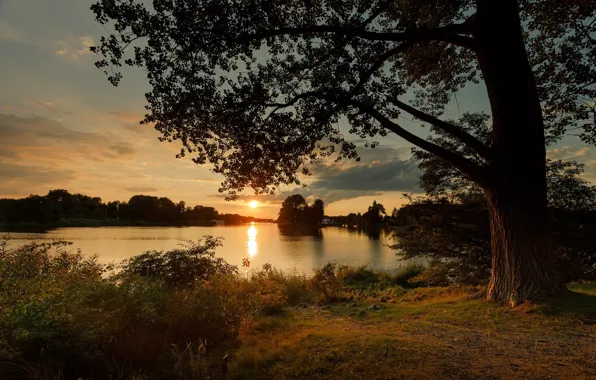 Summer, the sky, the sun, clouds, light, sunset, lake, tree