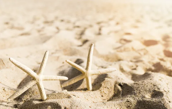 Sand, sea, beach, summer, star, summer, beach, sea