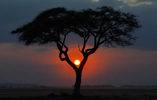 The sun, landscape, sunset, tree, the evening, Savannah, Africa, Kenya