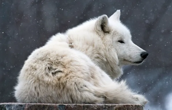 Winter, animals, white, look, face, snow, nature, wolf