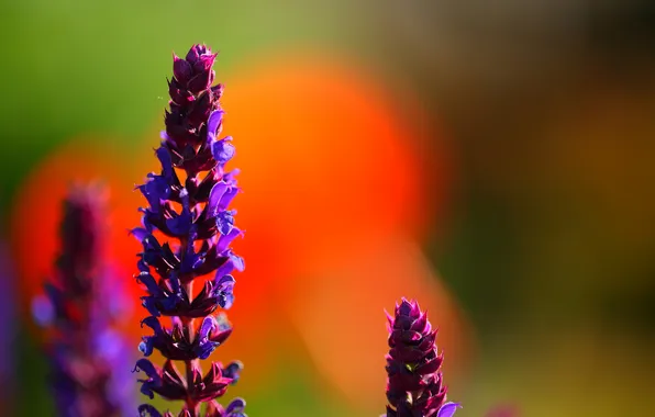Field, flowers, glare, petals, meadow