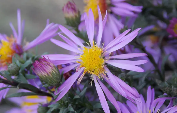 Summer, the sun, Flower