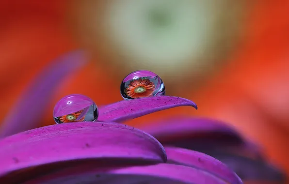 Picture flower, water, drops, reflection, petals
