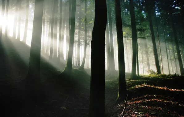 Forest, light, nature