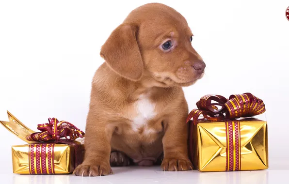 Gifts, puppy, white background