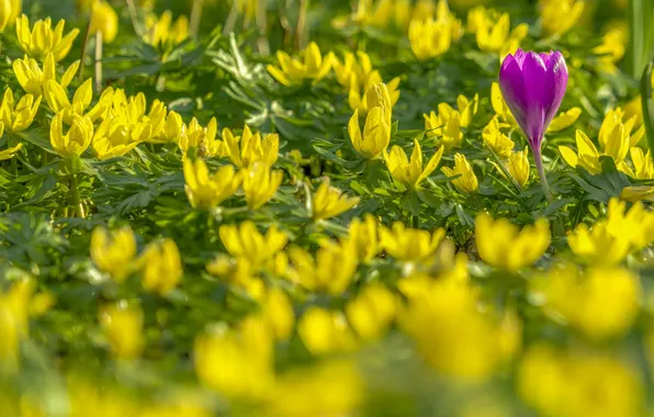 Spring, crocuses, bokeh, vesennik wintering