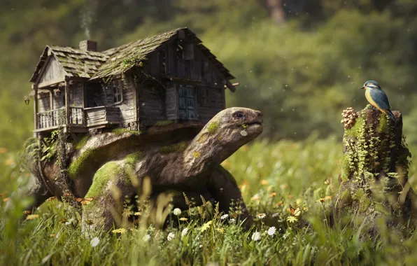 Forest, grass, flowers, house, bird, mushrooms, stump, turtle