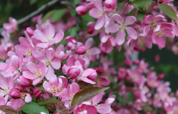 Picture macro, flowers, pink, pink, flowers, macro, purple