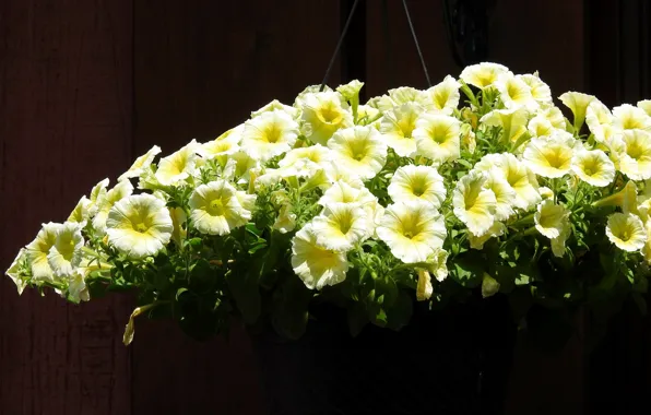 Flowers, background, Petunia, in a pot