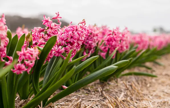Field, Flowers, spring, flowering, bushes, Hyacinth