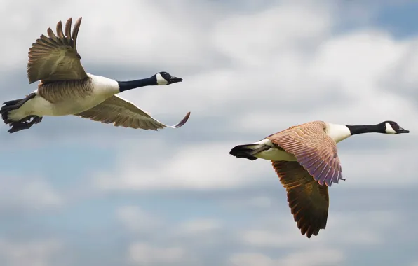 The sky, clouds, flight, birds, pair, geese, fly, canadian