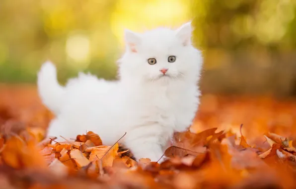 NATURE, WOOL, AUTUMN, FOLIAGE, FLUFF, WHITE, KITTY