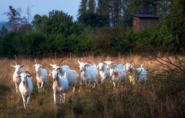 Summer, nature, goats