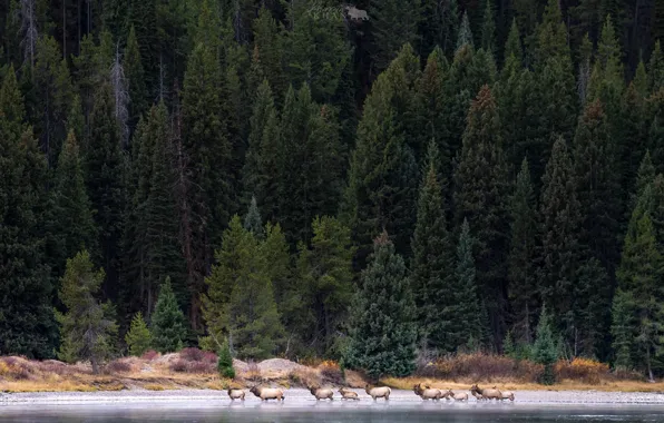 Picture forest, trees, river, deer