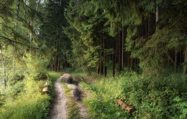 Forest, ate, track, pine, needles, path, the bushes, logs