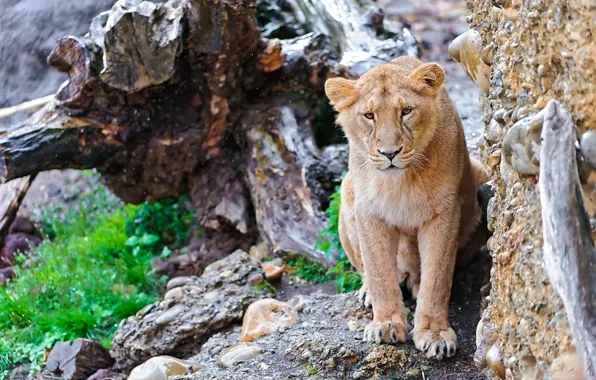 Mustache, look, face, rock, stones, stump, Leo, lion