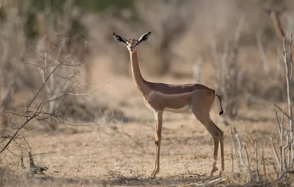Picture nature, Litocranius walleri, Gerenuk